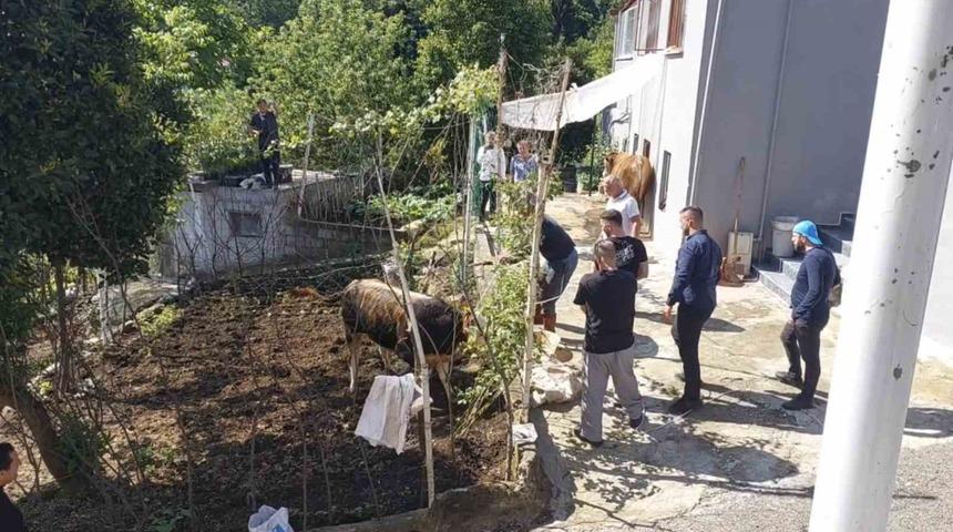 Rize&rsquo;de ka&ccedil;an kurbanlık sahiplerine zor anlar yaşattı