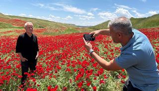 G&ouml;renler fotoğrafını &ccedil;ekmeden gitmiyor: Nohut tarlası kıpkırmızı oldu!