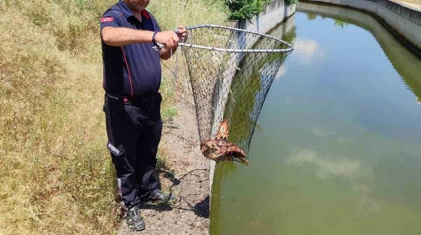 Bozdoğan&rsquo;da sulama kanalına d&uuml;şen kartal kurtarıldı