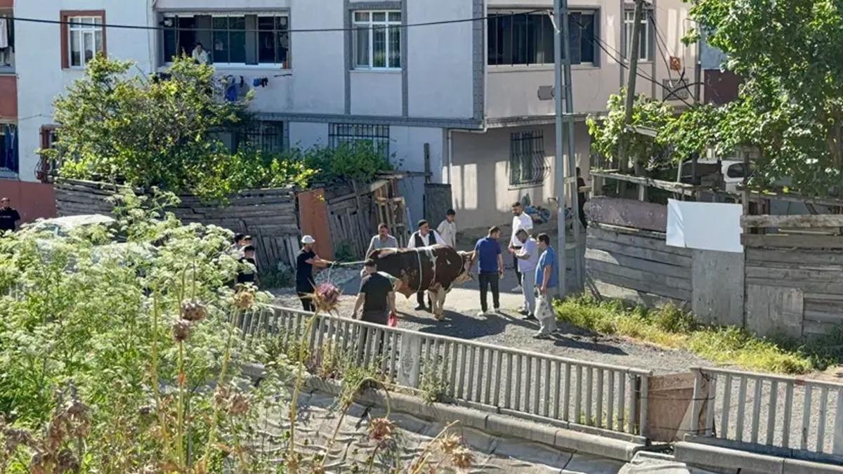 Sokakta kurban kesimine ceza yağdı