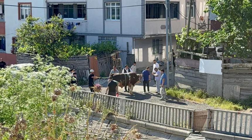 Sokakta kurban kesimine ceza yağdı