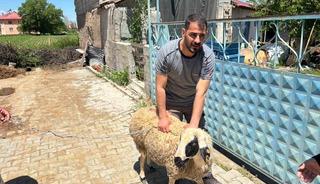 Erzincan&rsquo;da ka&ccedil;an kurbanlık koyun 1 saat sonra yakalandı