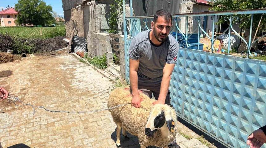 Erzincan&rsquo;da ka&ccedil;an kurbanlık koyun 1 saat sonra yakalandı