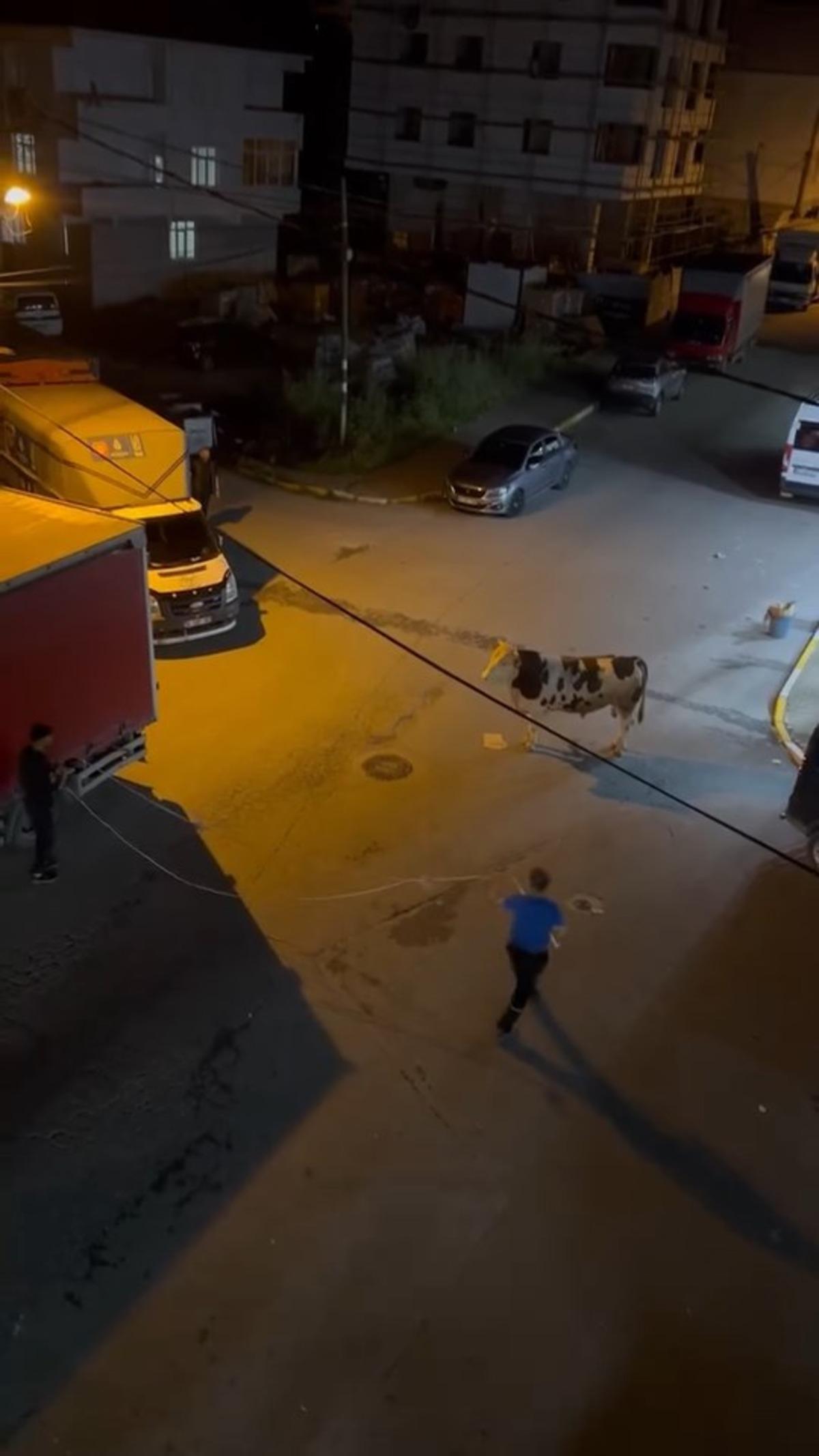 Kurbanlık boğa sokaklarda dehşet saçtı! Kuaför salonuna daldığı o anlar kamerada 1