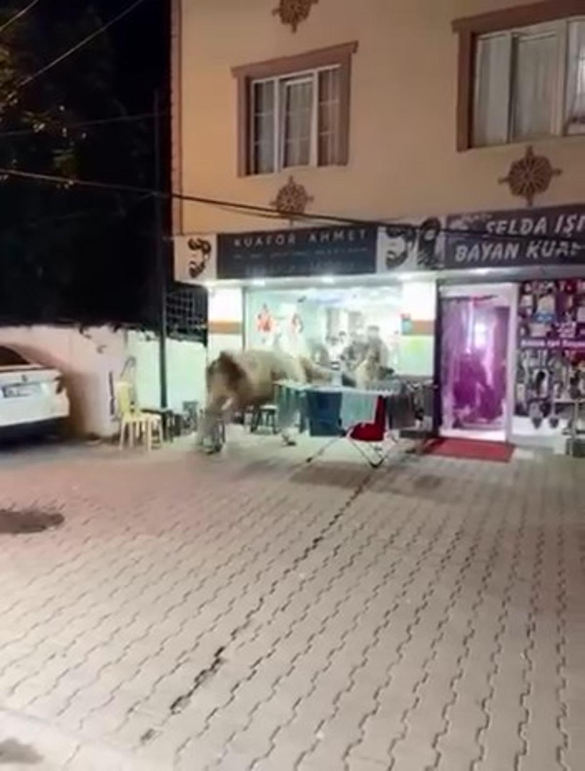 Kurbanlık boğa sokaklarda dehşet saçtı! Kuaför salonuna daldığı o anlar kamerada 3
