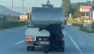 Kurbanlığı ara&ccedil;tan sarkıttı ceza yedi!