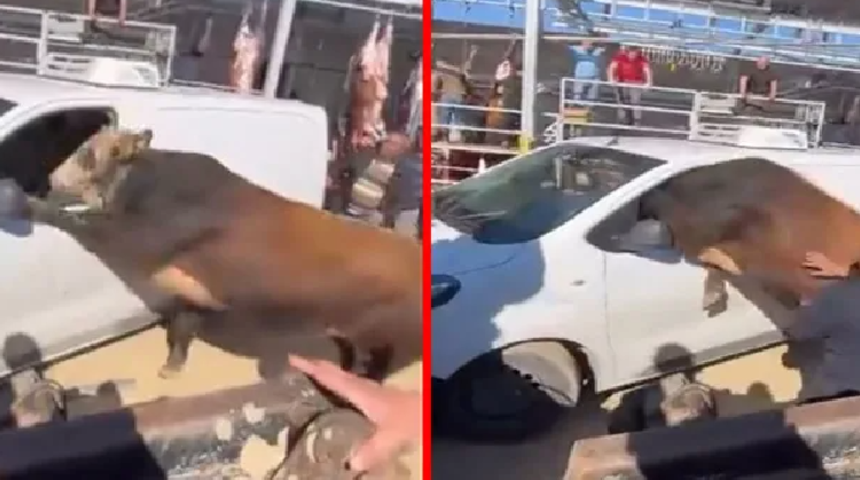 Kesimden ka&ccedil;an boğa minib&uuml;s&uuml;n camından i&ccedil;eri girmeye &ccedil;alıştı