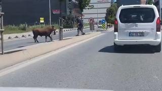 Arnavutköy’de kaçan kurbanlığın ortalığı birbirine kattığı anlar kamerada