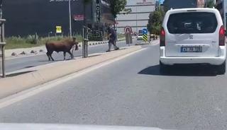 Arnavutk&ouml;y&rsquo;de ka&ccedil;an kurbanlığın ortalığı birbirine kattığı anlar kamerada