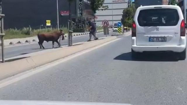 Arnavutköy’de kaçan kurbanlığın ortalığı birbirine kattığı anlar kamerada