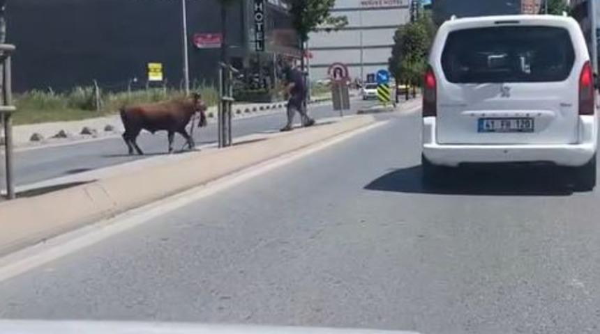 Arnavutk&ouml;y&rsquo;de ka&ccedil;an kurbanlığın ortalığı birbirine kattığı anlar kamerada