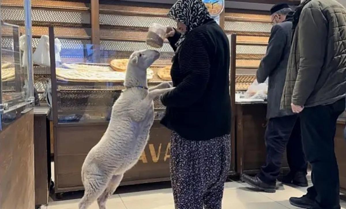 Kızım gibi büyüttüm dediği kuzu bayramda kayboldu! Çorap son anda kurtuldu 6