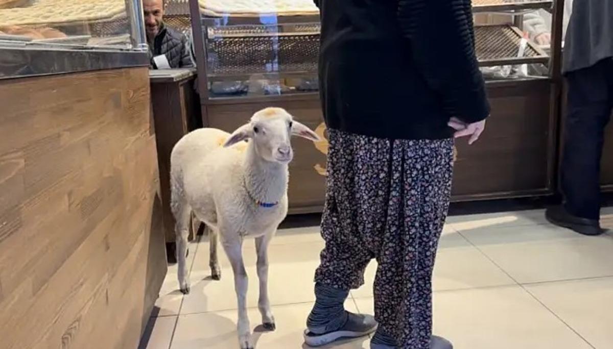 Kızım gibi büyüttüm dediği kuzu bayramda kayboldu! Çorap son anda kurtuldu 5