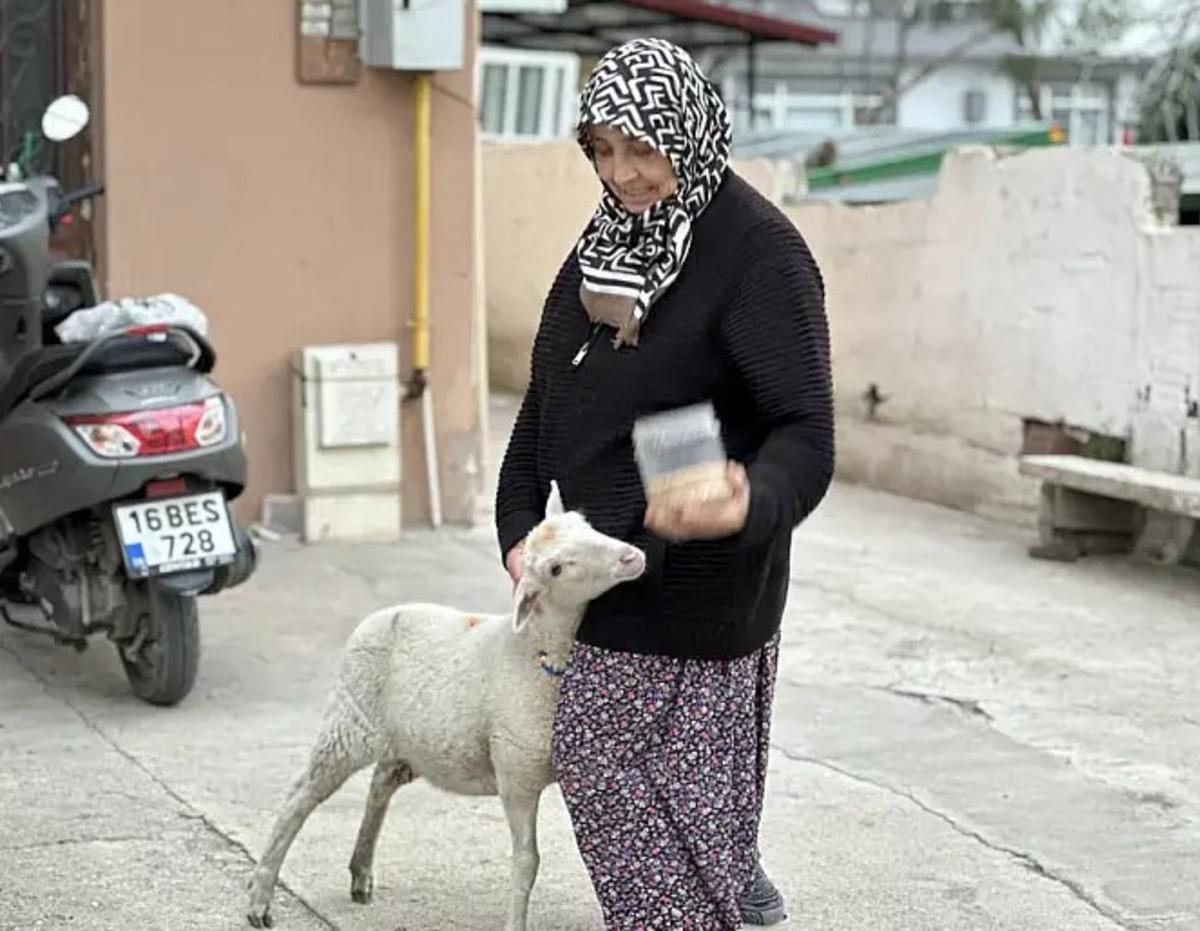 Kızım gibi büyüttüm dediği kuzu bayramda kayboldu! Çorap son anda kurtuldu 4