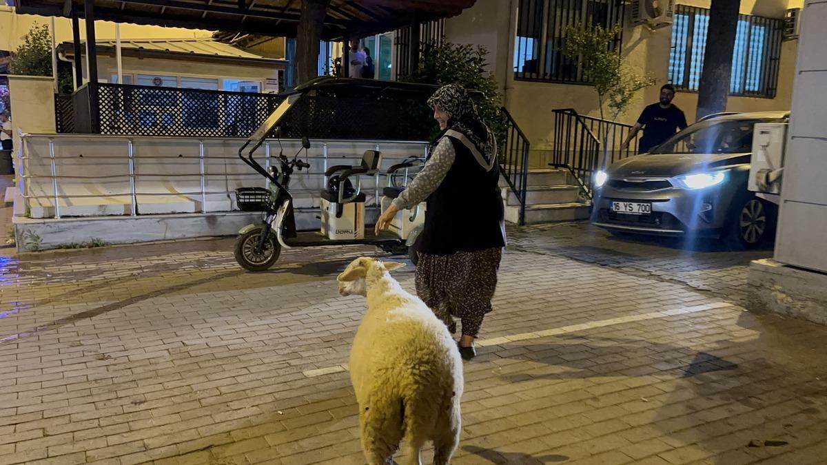 Kızım gibi büyüttüm dediği kuzu bayramda kayboldu! Çorap son anda kurtuldu 2
