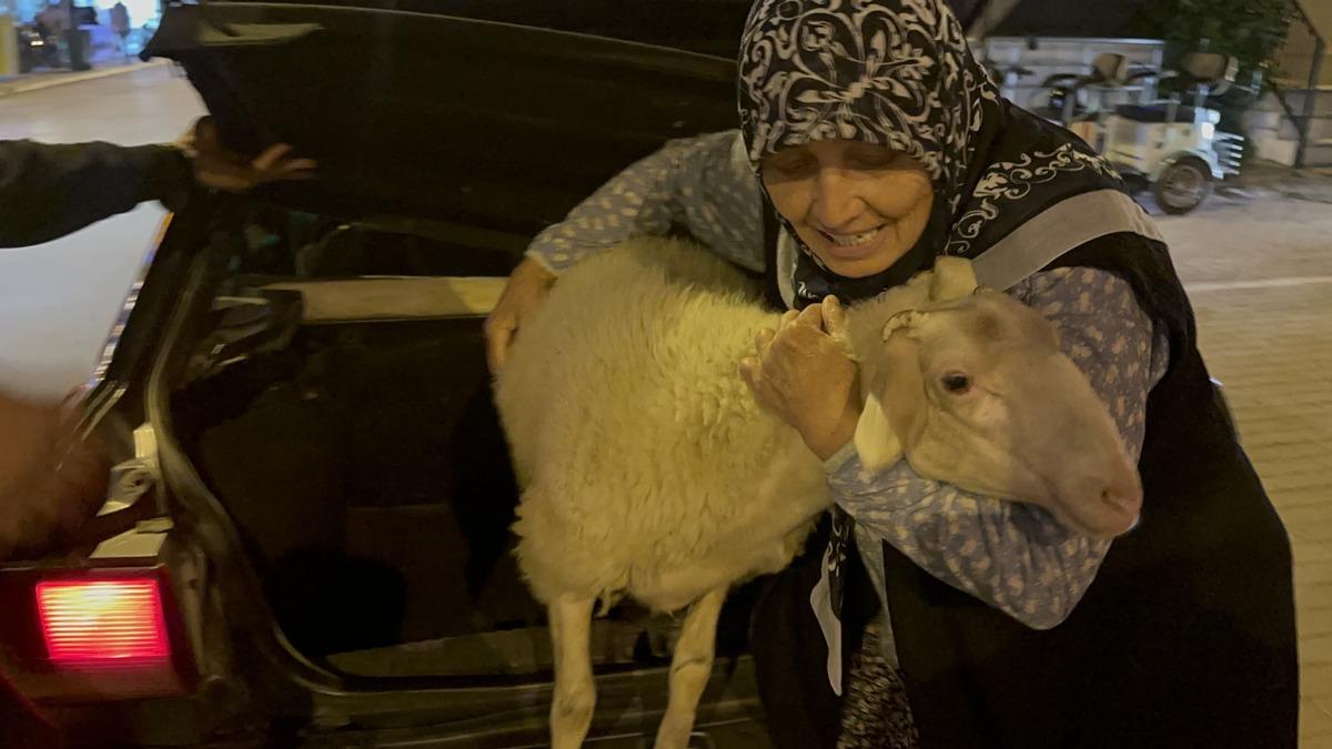 Kızım gibi büyüttüm dediği kuzu bayramda kayboldu! Çorap son anda kurtuldu 1