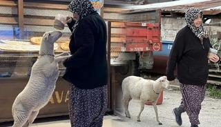'Kızım gibi b&uuml;y&uuml;tt&uuml;m' dediği kuzu bayramda kayboldu! 