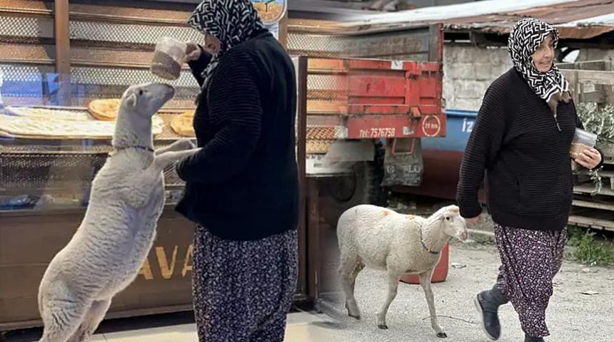'Kızım gibi b&uuml;y&uuml;tt&uuml;m' dediği kuzu bayramda kayboldu! '&Ccedil;orap' son anda kurtuldu