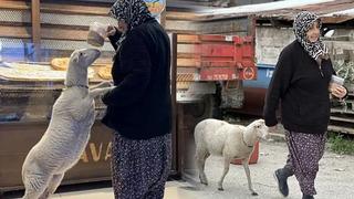 'Kızım gibi büyüttüm' dediği kuzu bayramda kayboldu! 'Çorap' son anda kurtuldu