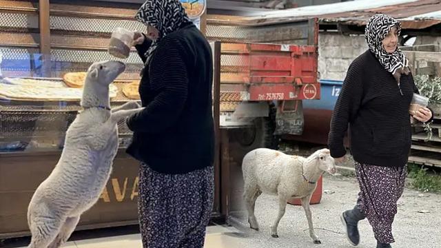 'Kızım gibi büyüttüm' dediği kuzu bayramda kayboldu! 'Çorap' son anda kurtuldu