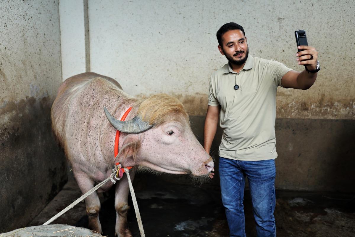 O isme benzerliğiyle dikkat çekiyor! Sosyal medyada gündem olan manda 1