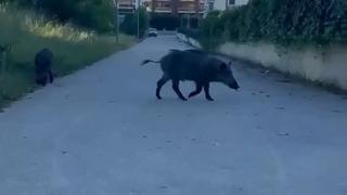 Domuzlar yerleşim yerine inerek yiyecek aradı