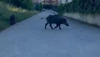 Domuzlar yerleşim yerine inerek yiyecek aradı