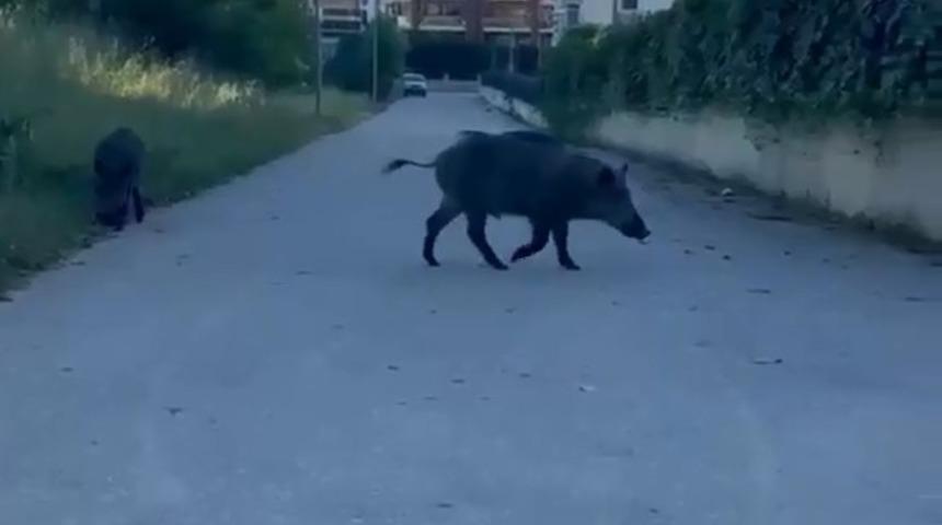 Domuzlar yerleşim yerine inerek yiyecek aradı