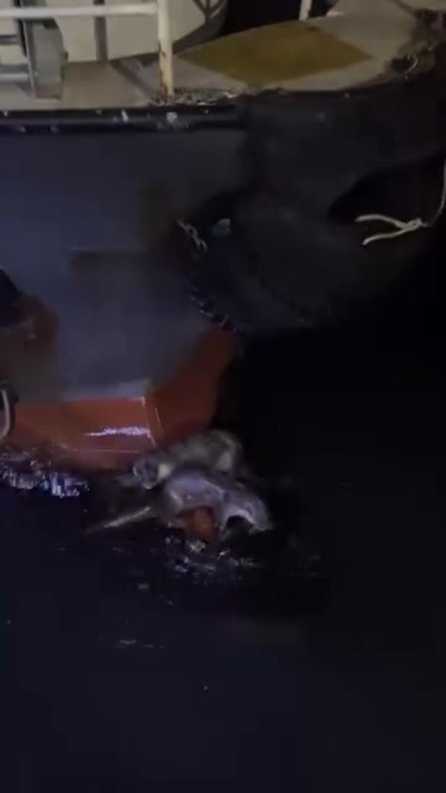 Su samurlarının balık keyfi kamerada 1
