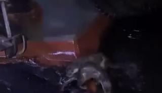 Su samurlarının balık keyfi kamerada