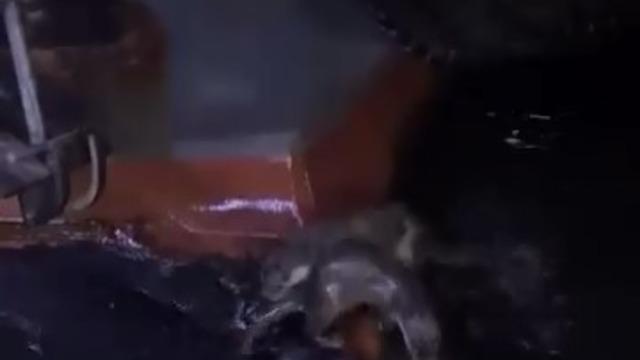 Su samurlarının balık keyfi kamerada