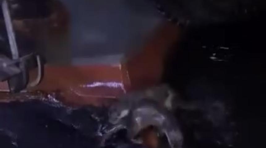 Su samurlarının balık keyfi kamerada