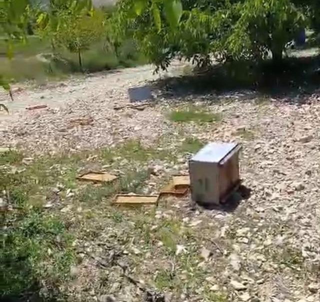 Ayı, arı kovanlarına zarar verdi 1