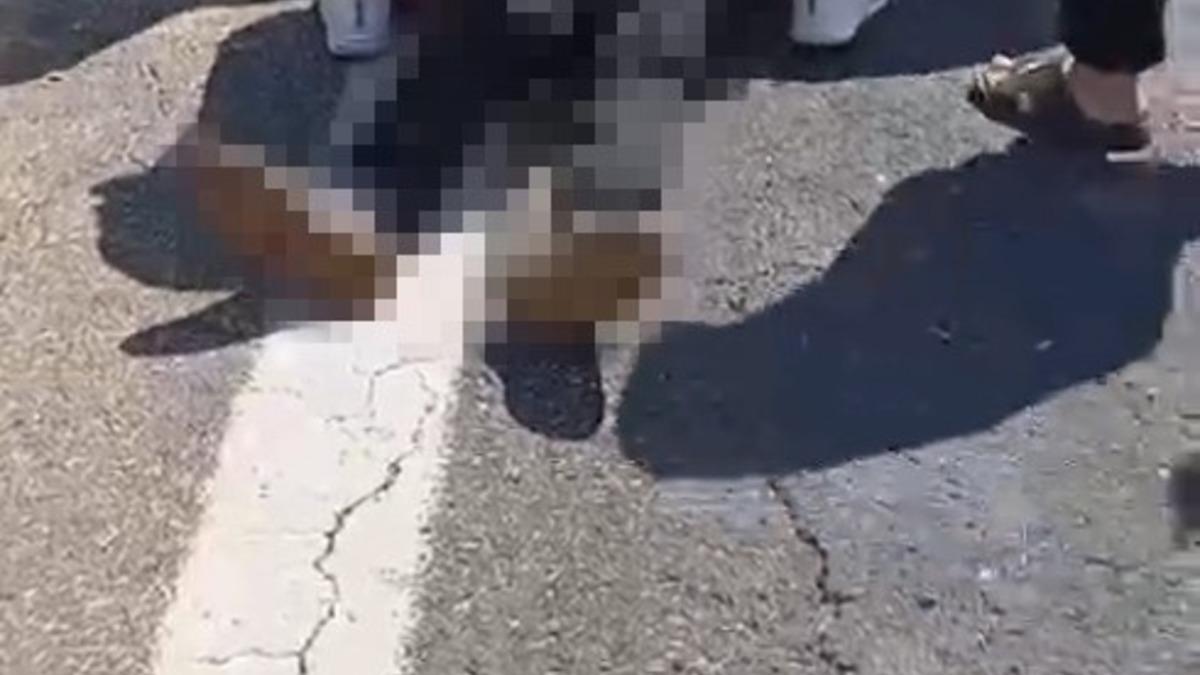 Şanlıurfa’da kurbanlık yüklü kamyonet devrildi: 1 ölü, 1 yaralı