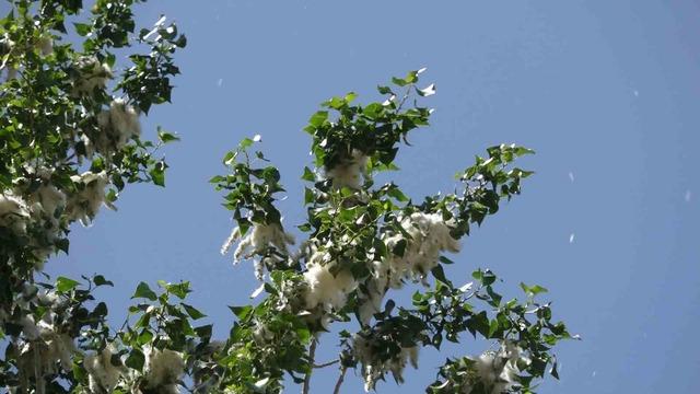 Polen dönemi başladı: Uzmanlardan alerji uyarısı geldi 2