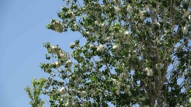 Polen dönemi başladı: Uzmanlardan alerji uyarısı geldi