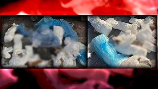 İzmir'de 33 kedi ölü bulunmuştu! Veteriner hekim tutuklandı