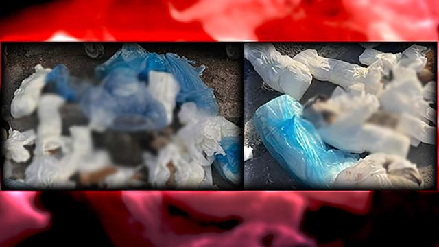 İzmir'de 33 kedi ölü bulunmuştu! Veteriner hekim tutuklandı