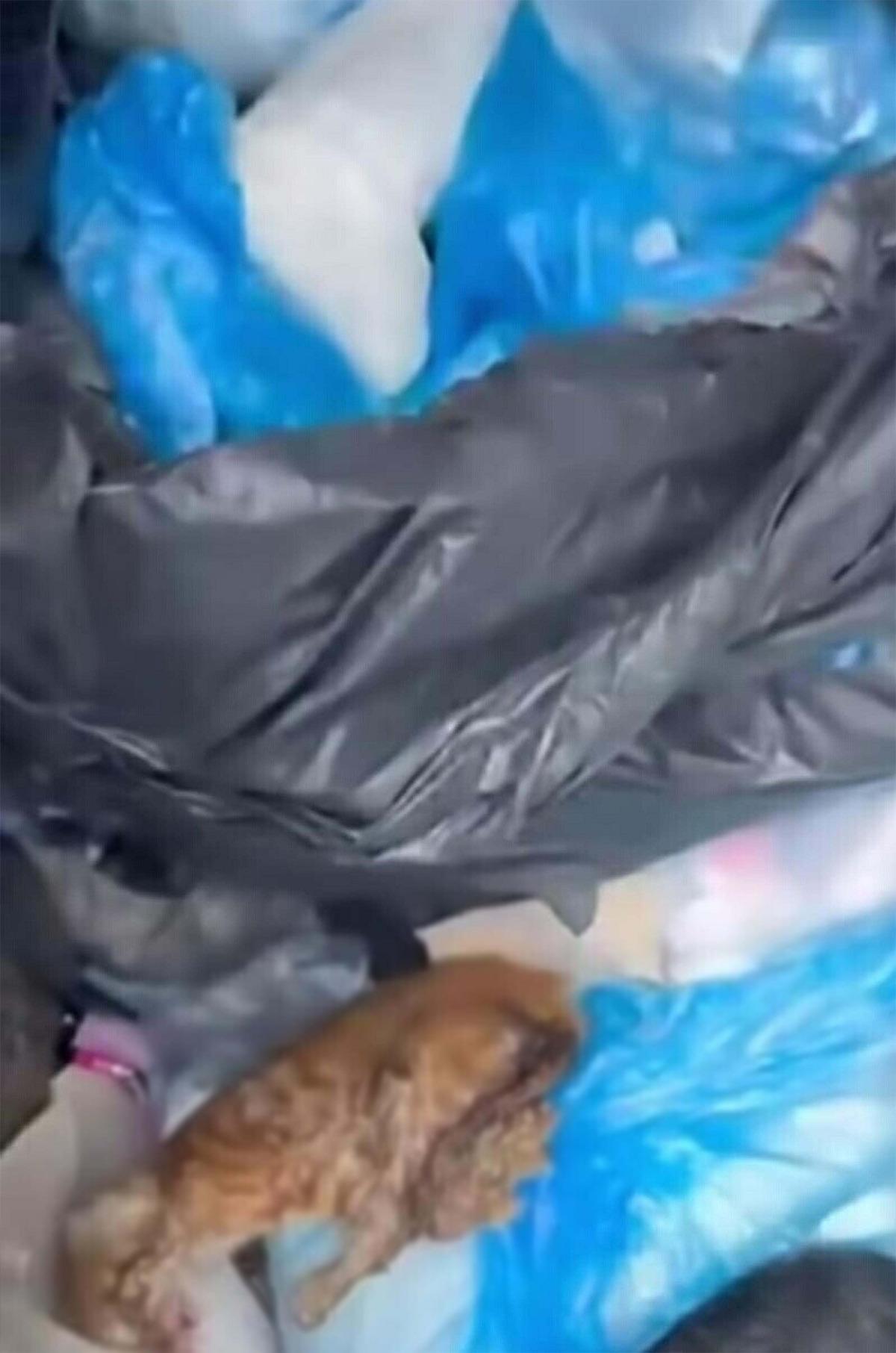 İzmir de 33 kedi &ouml;l&uuml; bulunmuştu! Veteriner hekim tutuklandı 1