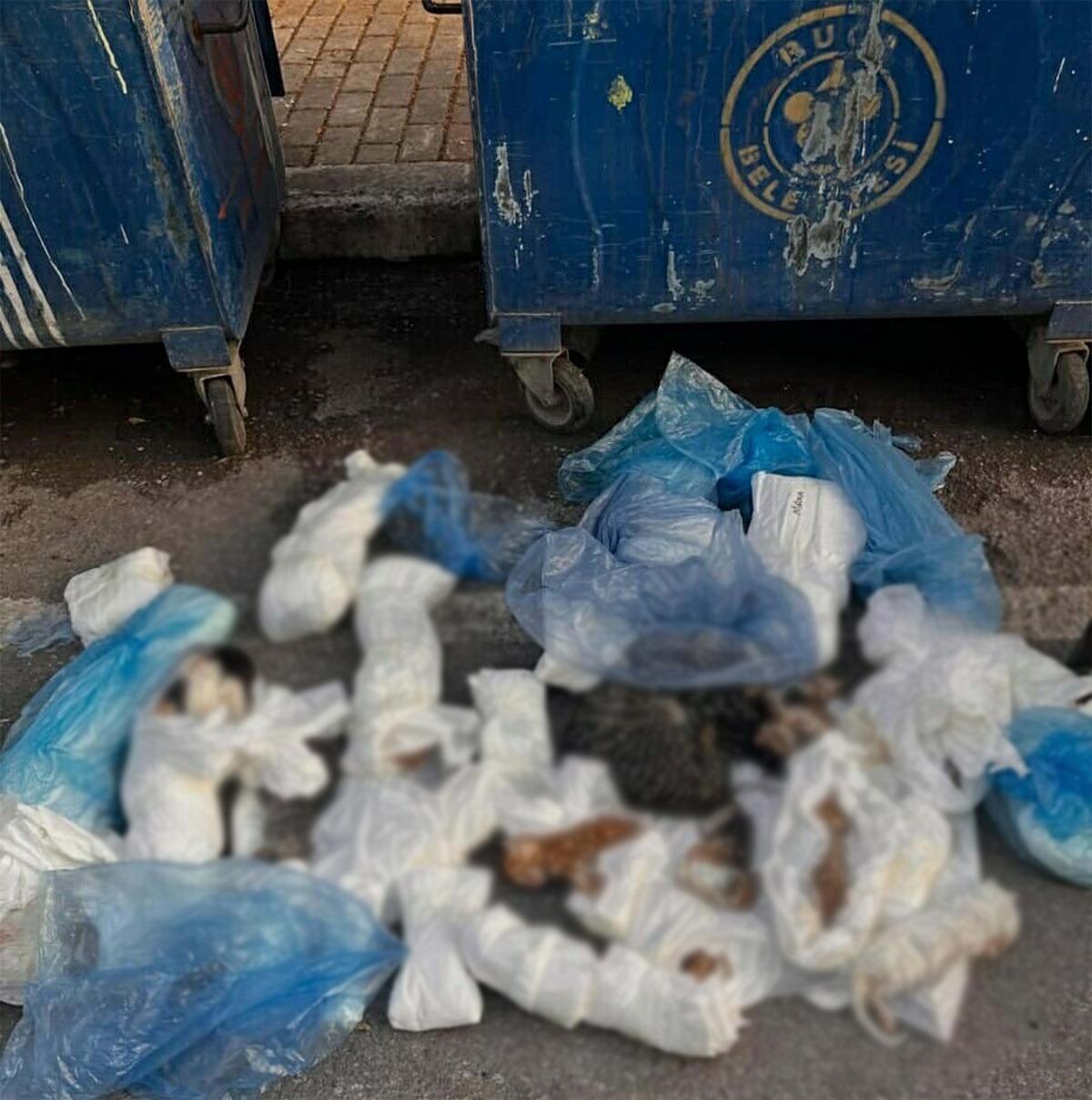İzmir de 33 kedi &ouml;l&uuml; bulunmuştu! Veteriner hekim tutuklandı 2