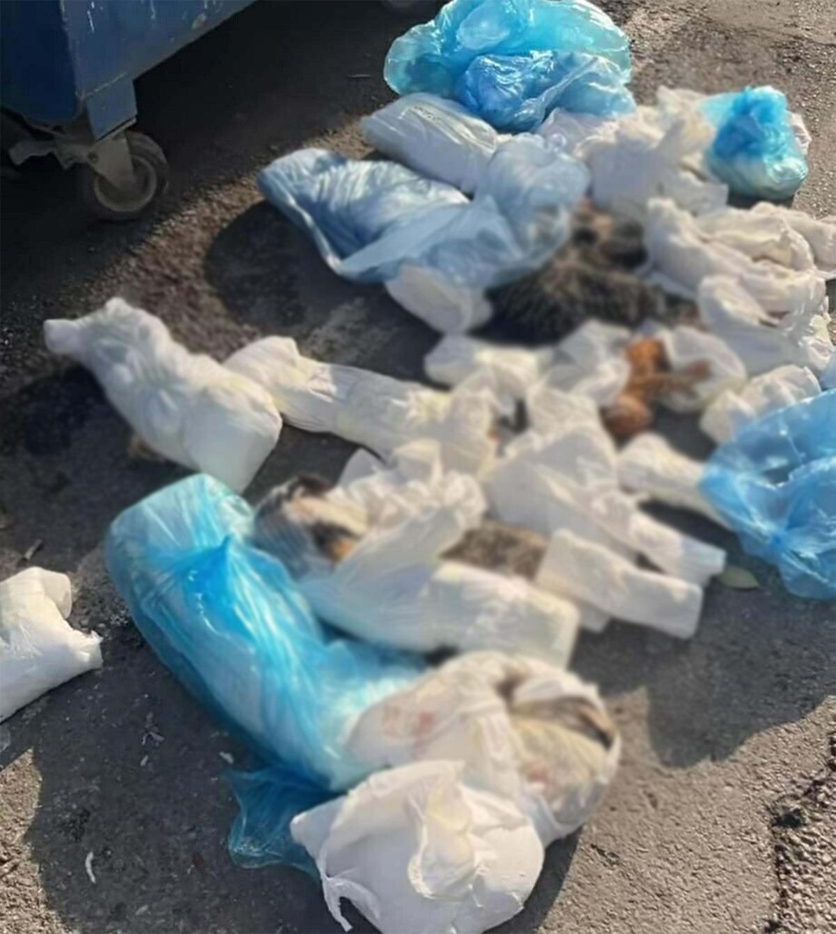 İzmir de 33 kedi &ouml;l&uuml; bulunmuştu! Veteriner hekim tutuklandı 3