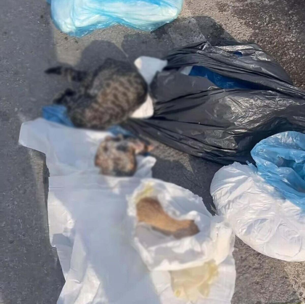 İzmir de 33 kedi &ouml;l&uuml; bulunmuştu! Veteriner hekim tutuklandı 4