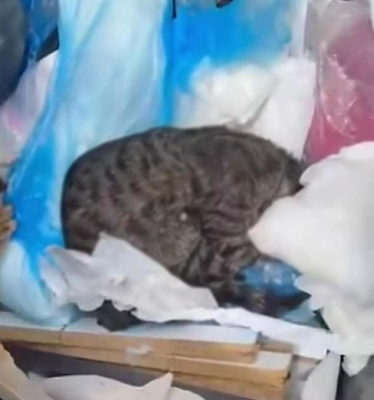 İzmir de 33 kedi &ouml;l&uuml; bulunmuştu! Veteriner hekim tutuklandı 5