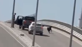 Ka&ccedil;an ke&ccedil;i, trafiği birbirine kattı