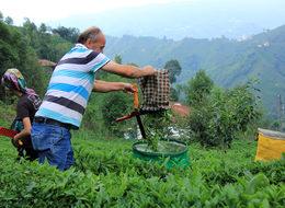 Çay üreticisi hasat için acele edince fiyat düştü