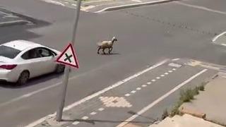 Diyarbakır’da kaçan kurbanlık trafiğin altını üstüne getirdi