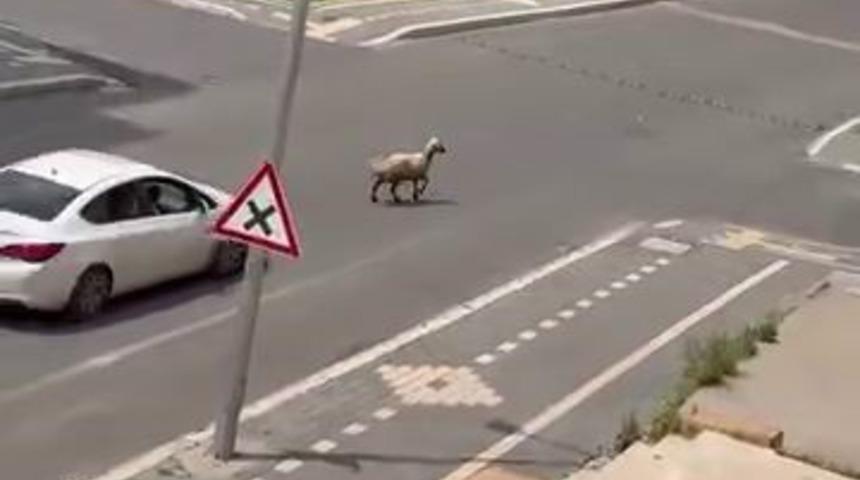 Diyarbakır&rsquo;da ka&ccedil;an kurbanlık trafiğin altını &uuml;st&uuml;ne getirdi