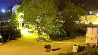 Gümüşhane’de şehir merkezinde yiyecek arayan ayı kamerada