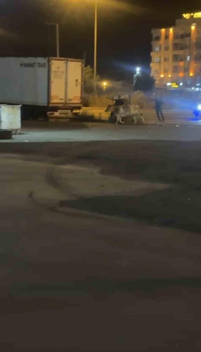 Mardin&rsquo;de ka&ccedil;an kurbanlık inek ortalığı birbirine kattı 1