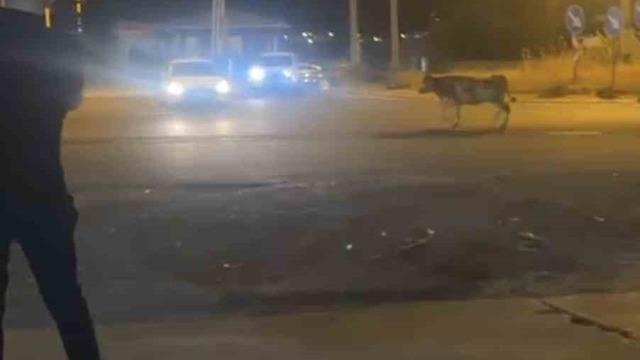 Mardin’de kaçan kurbanlık inek ortalığı birbirine kattı